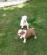 English Bulldog Puppies for sale in NJ Tpke, Kearny, NJ, USA. price: $400