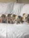 English Bulldog Puppies for sale in Statesville, NC, USA. price: NA