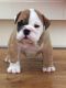 English Bulldog Puppies for sale in Clifton Ave, Clifton, NJ, USA. price: NA
