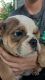 English Bulldog Puppies for sale in Cincinnati, OH, USA. price: NA