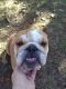 English Bulldog Puppies for sale in Stover, MO 65078, USA. price: NA