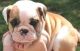 English Bulldog Puppies for sale in Seattle, WA 98111, USA. price: NA