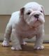 English Bulldog Puppies for sale in Central Islip, NY, USA. price: NA