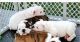 English Bulldog Puppies for sale in Washington Ave, St. Louis, MO, USA. price: $300