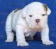 English Bulldog Puppies for sale in Washington Ave, St. Louis, MO, USA. price: NA