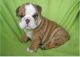English Bulldog Puppies for sale in Washington Ave, St. Louis, MO, USA. price: NA