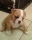 English Bulldog Puppies for sale in Florida City, FL, USA. price: NA