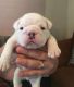 English Bulldog Puppies for sale in TX-249, Houston, TX, USA. price: NA