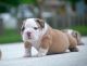 English Bulldog Puppies for sale in Port St Lucie, FL, USA. price: NA