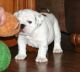 English Bulldog Puppies for sale in SC-101, Greer, SC, USA. price: NA
