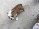 English Bulldog Puppies for sale in Absecon, NJ 08201, USA. price: NA