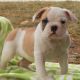 English Bulldog Puppies for sale in Black River Falls, WI 54615, USA. price: NA