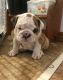 English Bulldog Puppies for sale in Grace City, ND 58445, USA. price: NA