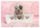 English Bulldog Puppies for sale in Orange Park Northway, Orange Park, FL 32073, USA. price: NA