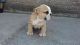 English Bulldog Puppies for sale in Ontario, CA, USA. price: NA