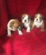 English Bulldog Puppies for sale in Adair St, San Francisco, CA 94103, USA. price: NA