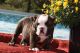 English Bulldog Puppies for sale in Big Cabin, OK, USA. price: $2,000