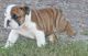 English Bulldog Puppies for sale in Mississippi Ave, Natchez, MS 39120, USA. price: NA
