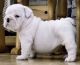 English Bulldog Puppies for sale in Wichita, KS 67226, USA. price: NA