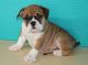 English Bulldog Puppies for sale in Mississippi Ave, Natchez, MS 39120, USA. price: NA