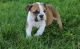 English Bulldog Puppies for sale in Pomona, CA 91769, USA. price: NA
