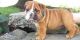English Bulldog Puppies for sale in Bluff City, AR, USA. price: NA
