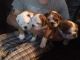 English Bulldog Puppies for sale in Calhoun Rd, Houston, TX, USA. price: NA