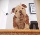 English Bulldog Puppies for sale in Boston Ave, Medford, MA 02155, USA. price: $700