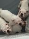 English Bulldog Puppies for sale in Brooklyn, NY, USA. price: $2,000