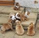 English Bulldog Puppies for sale in Ashtabula, OH 44004, USA. price: NA