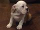 English Bulldog Puppies for sale in Lafayette, LA, USA. price: NA
