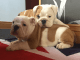 English Bulldog Puppies for sale in Portland, OR 97201, USA. price: NA