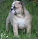 English Bulldog Puppies for sale in Live Oak, FL 32060, USA. price: $2,300