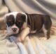 English Bulldog Puppies for sale in Clover, SC 29710, USA. price: NA