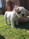 English Bulldog Puppies for sale in Fayetteville, GA, USA. price: NA