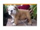 English Bulldog Puppies for sale in Charlotte, NC, USA. price: NA