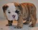 English Bulldog Puppies for sale in Philadelphia, PA 19019, USA. price: NA