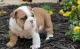 English Bulldog Puppies for sale in Atlantic City, NJ 08401, USA. price: NA