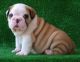 English Bulldog Puppies for sale in Evansville, IN 47714, USA. price: NA