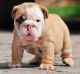 English Bulldog Puppies for sale in San Marcos, TX 78666, USA. price: NA