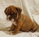 English Bulldog Puppies for sale in Ontario St, Kingston, ON, Canada. price: NA