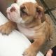 English Bulldog Puppies for sale in Bakersfield, CA, USA. price: NA