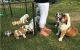 English Bulldog Puppies for sale in Wilmington, DE, USA. price: NA