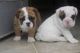 English Bulldog Puppies for sale in Houston, TX 77001, USA. price: NA
