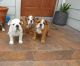 English Bulldog Puppies for sale in Minneapolis, MN, USA. price: NA