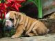 English Bulldog Puppies for sale in Portland, OR, USA. price: NA