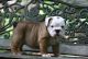 English Bulldog Puppies for sale in San Jose, CA, USA. price: NA
