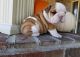 English Bulldog Puppies for sale in Trumbull, CT 06611, USA. price: NA