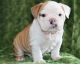English Bulldog Puppies for sale in Wichita, KS, USA. price: NA