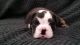 English Bulldog Puppies for sale in Westminster, CA, USA. price: NA